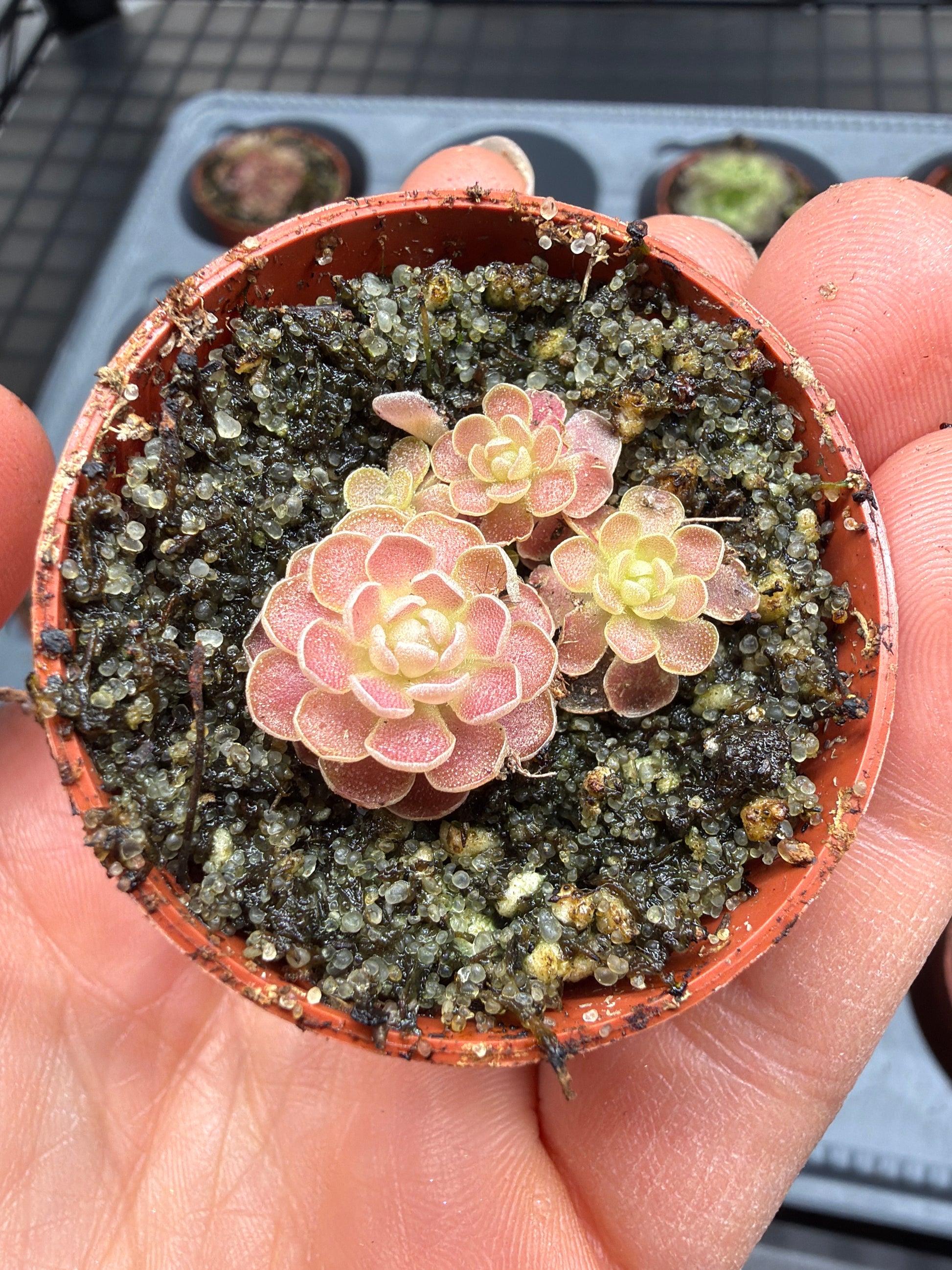 pinguicula succulent phase Pinguicula esseriana 1.5” – The Rooted Plant Shop