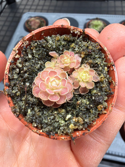 Pinguicula esseriana 1.5”