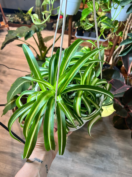 Spider plant basket 6”