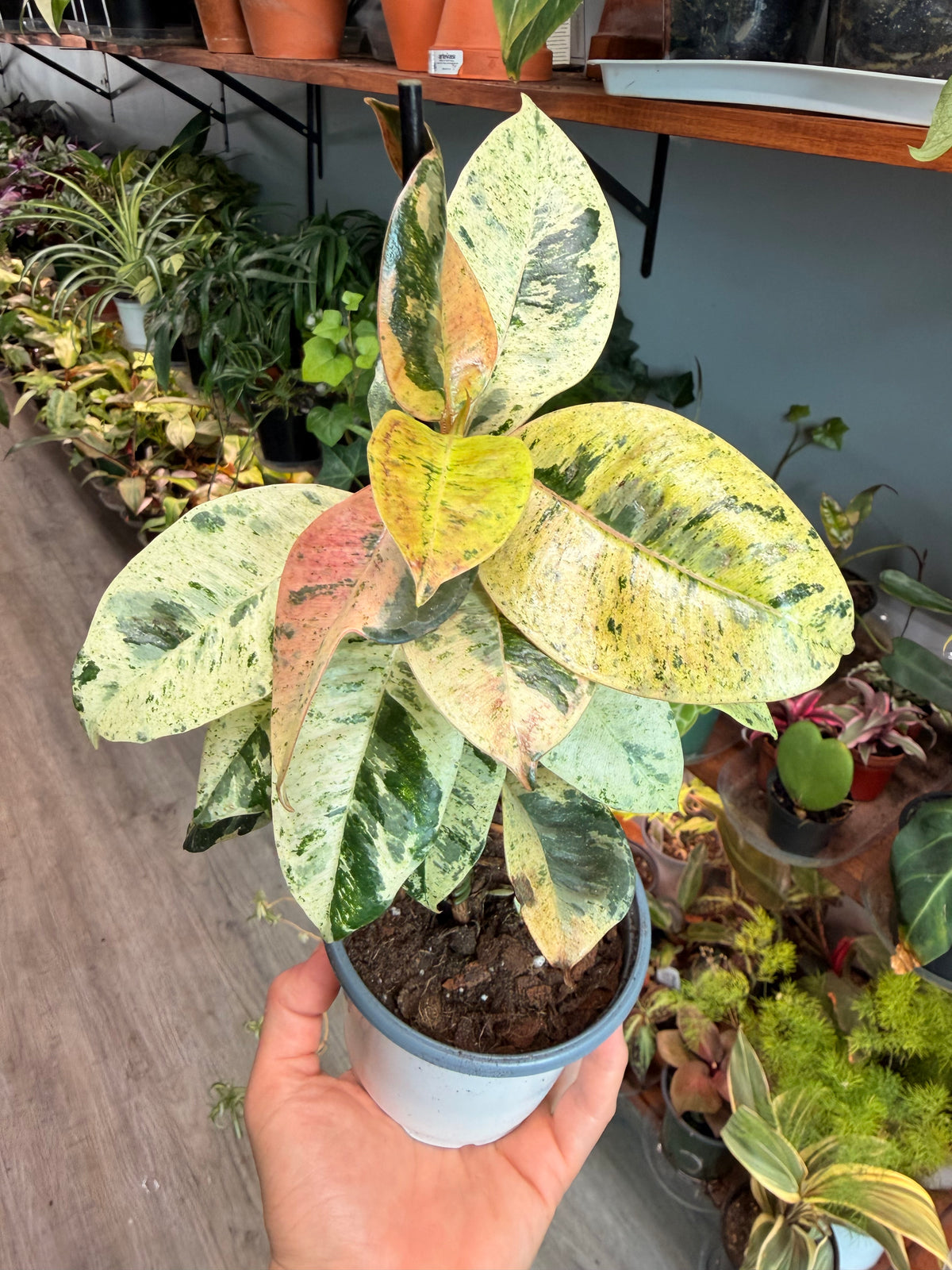 Ficus Shiverenana