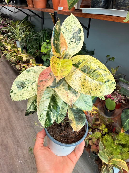 Ficus Shiverenana