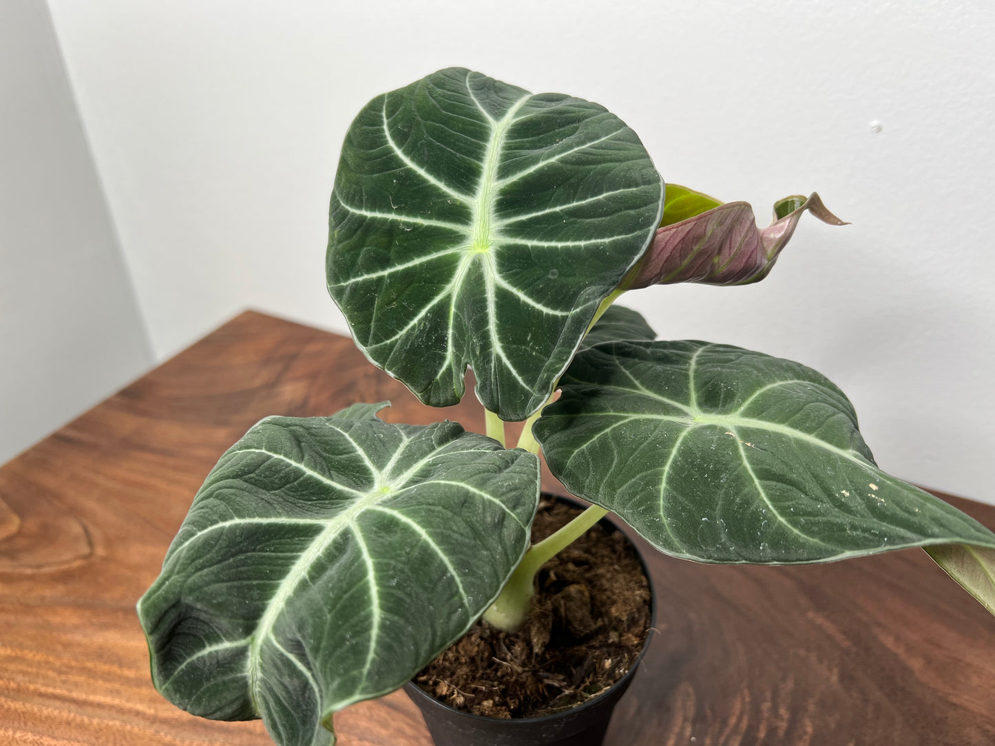 Alocasia-Black velvet