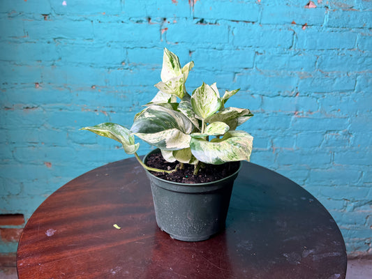 Manjula Pothos 6”