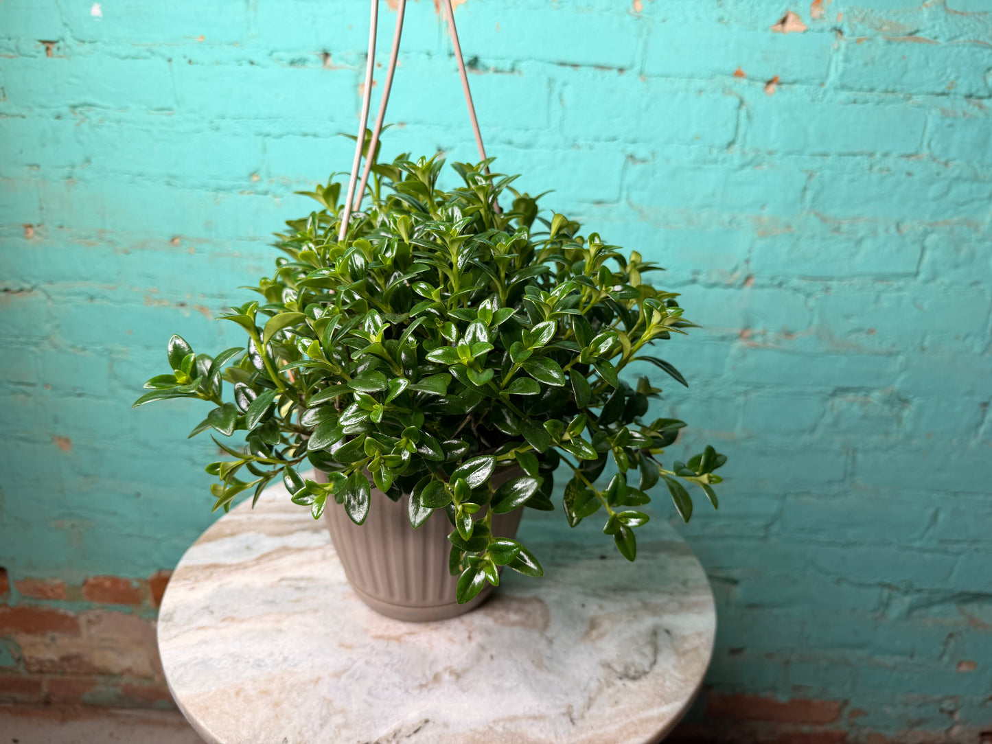 Goldfish plant 6” basket