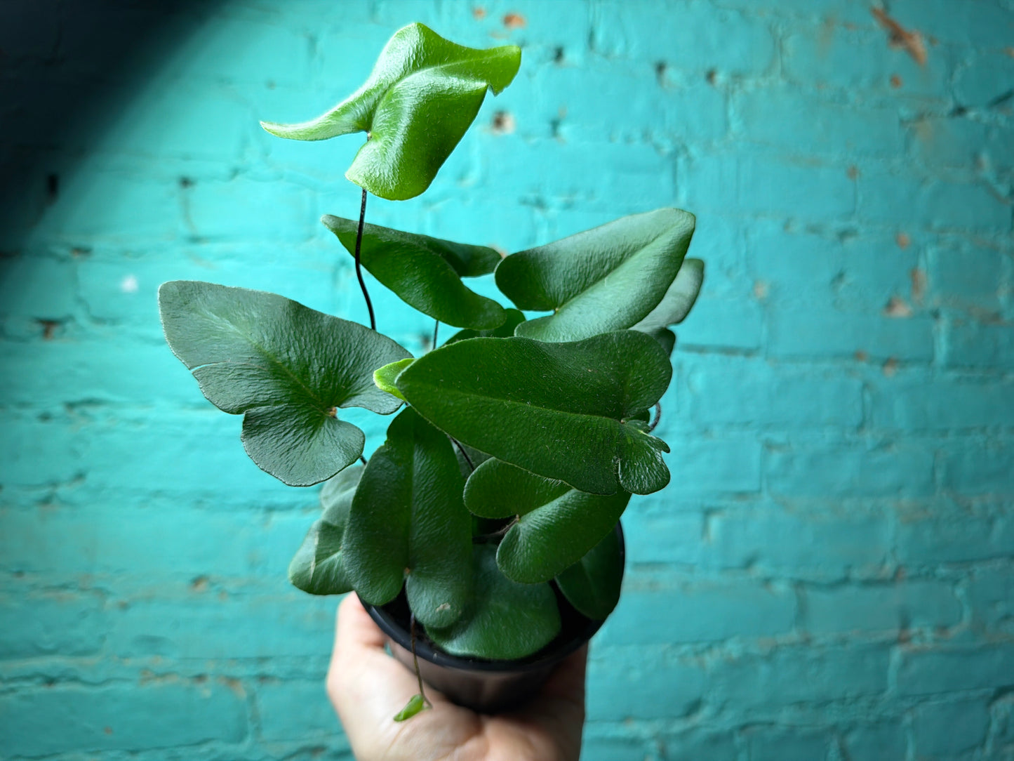 Fern “Heart leaf”