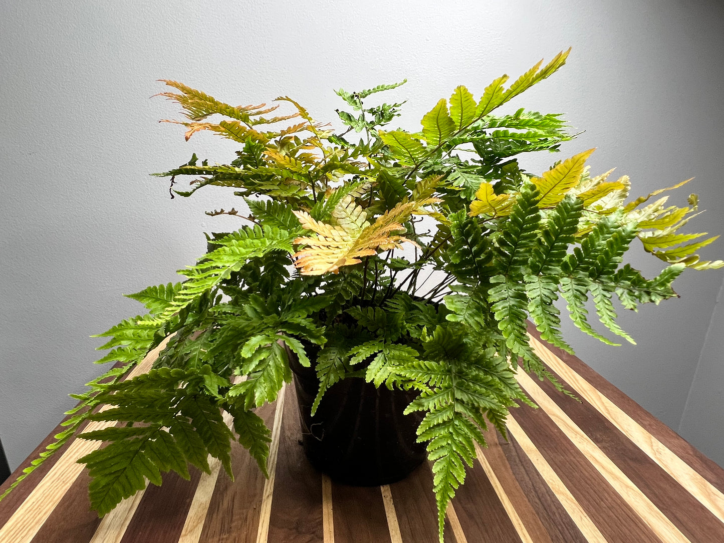 Autumn fern 6”