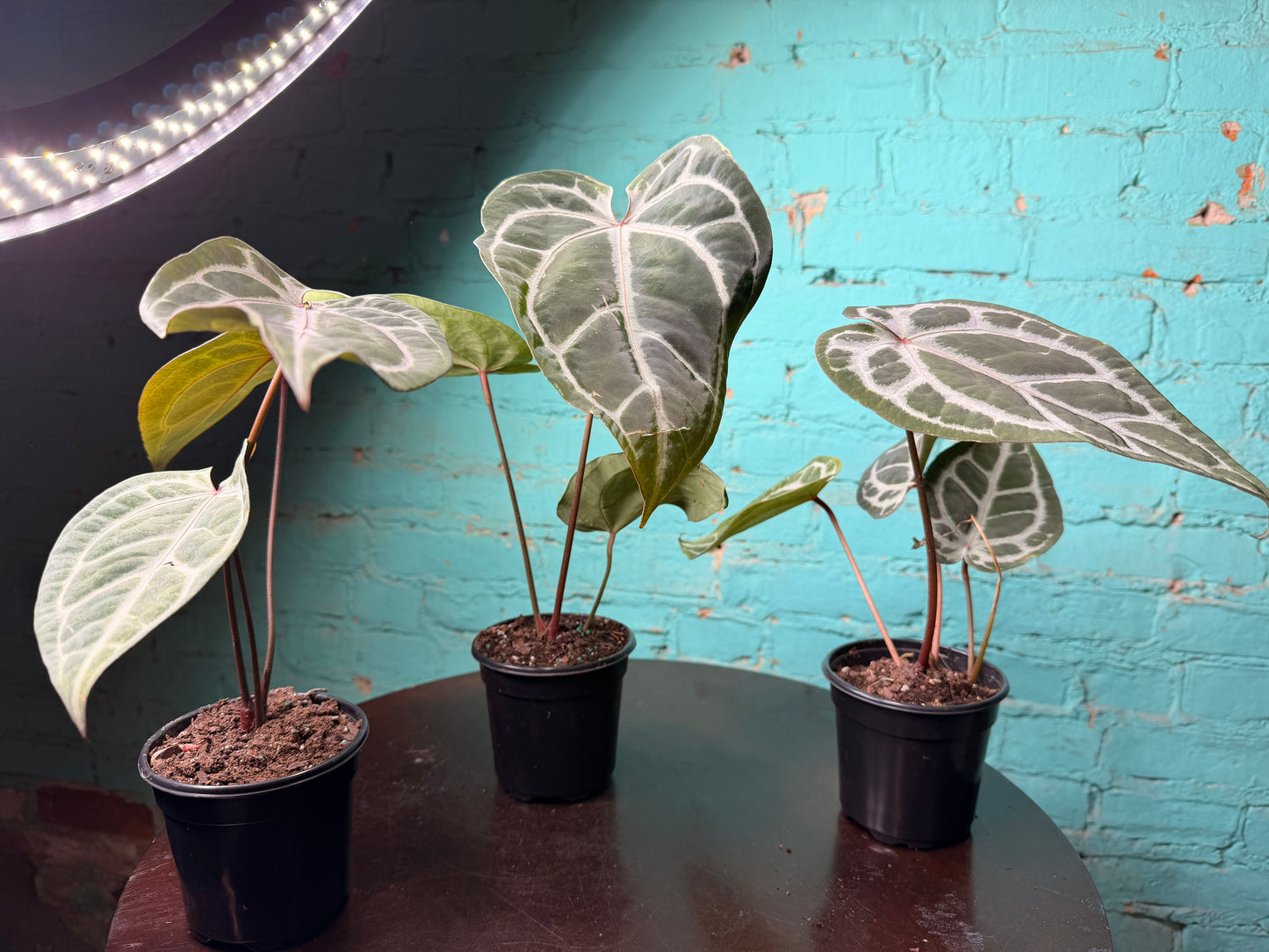 Anthurium Michelle x RVDF 4”