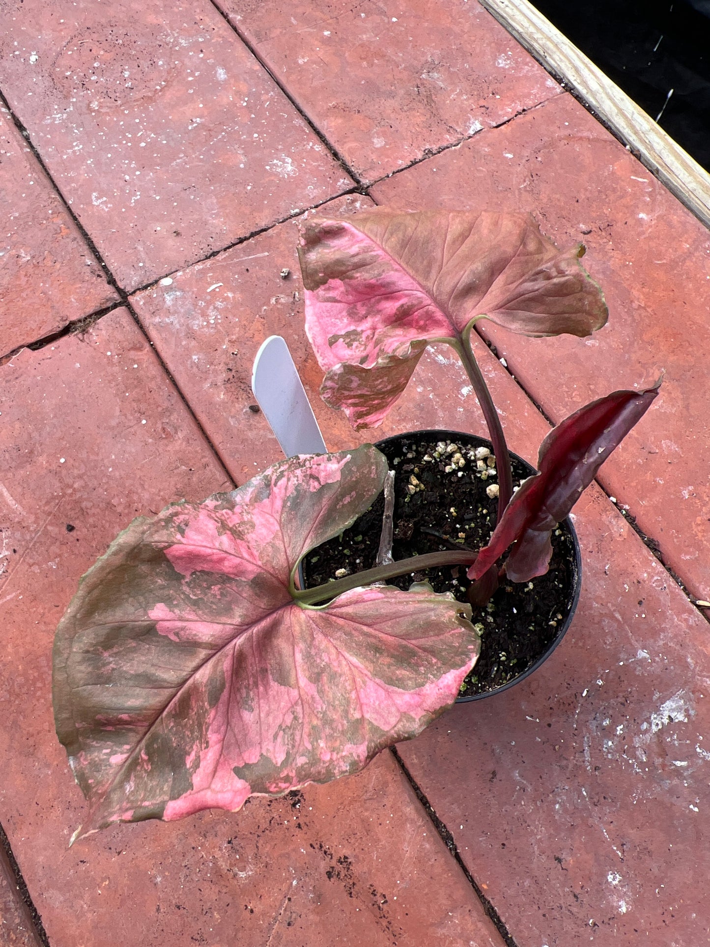 Syngonium Strawberry Ice 4”