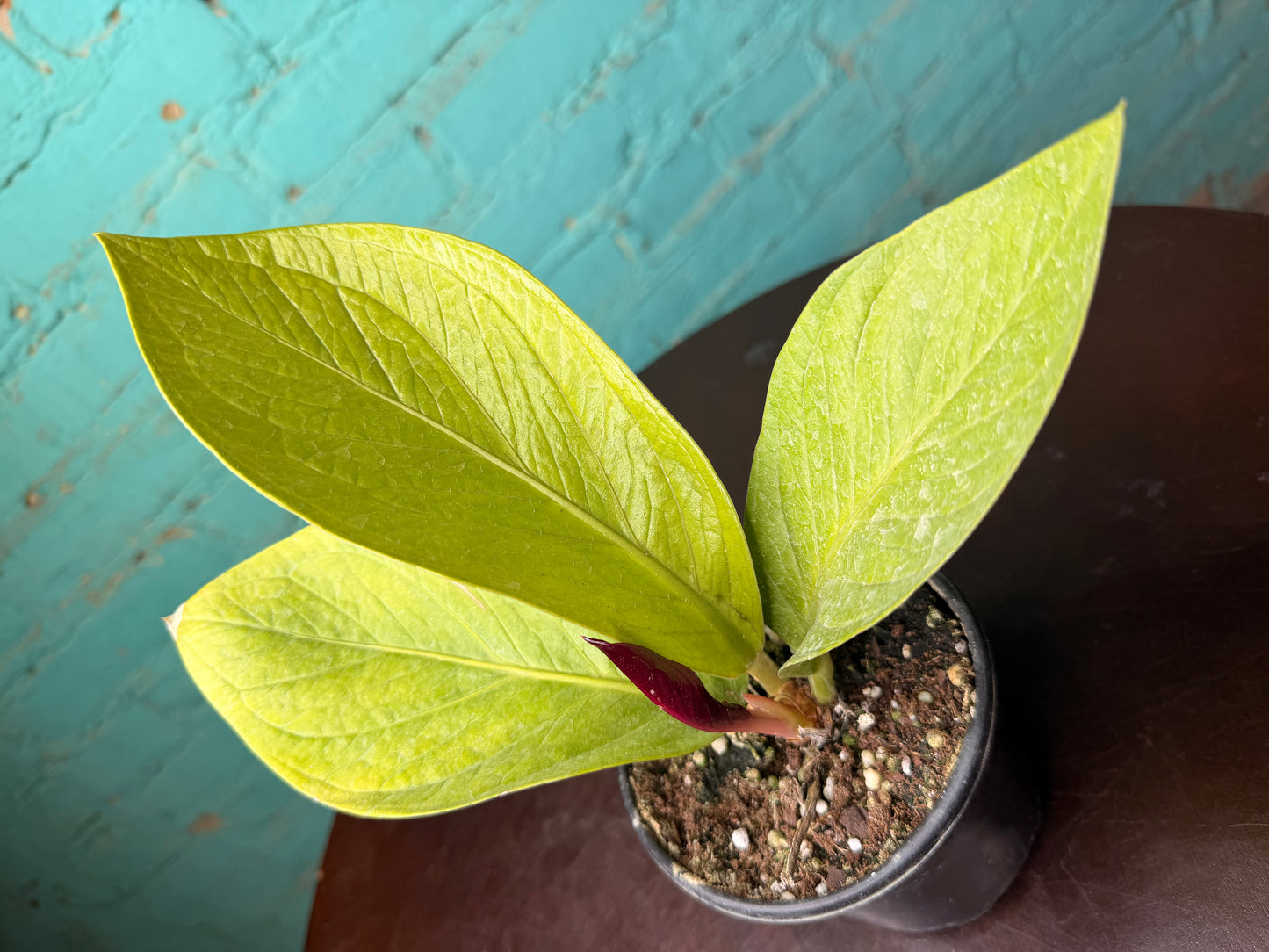 Anthurium ‘King of Kings’ 4”