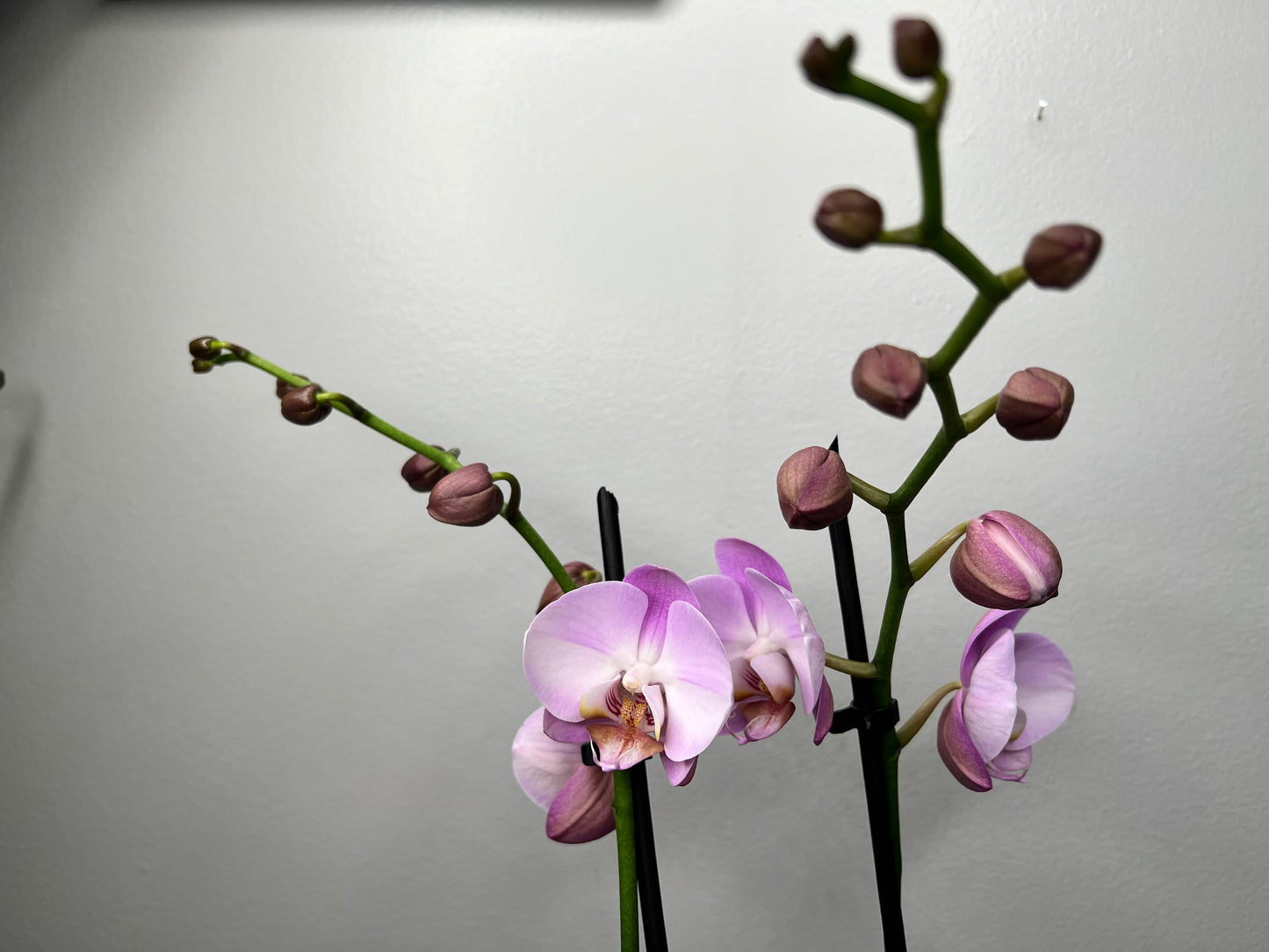 Plalaenopsis Orchid (Moth Orchid) Double Stem