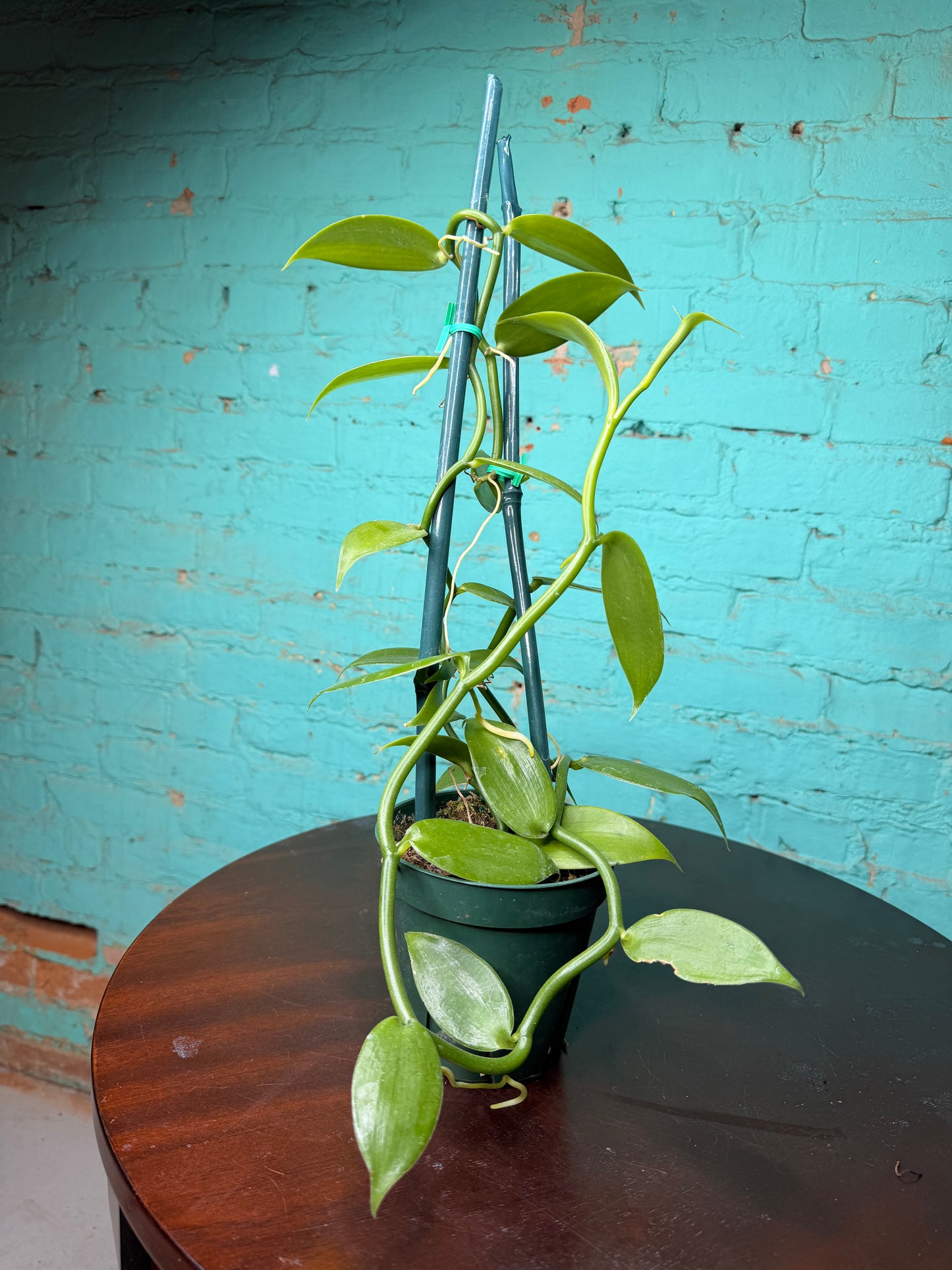 Vanilla Bean Orchids Trellis