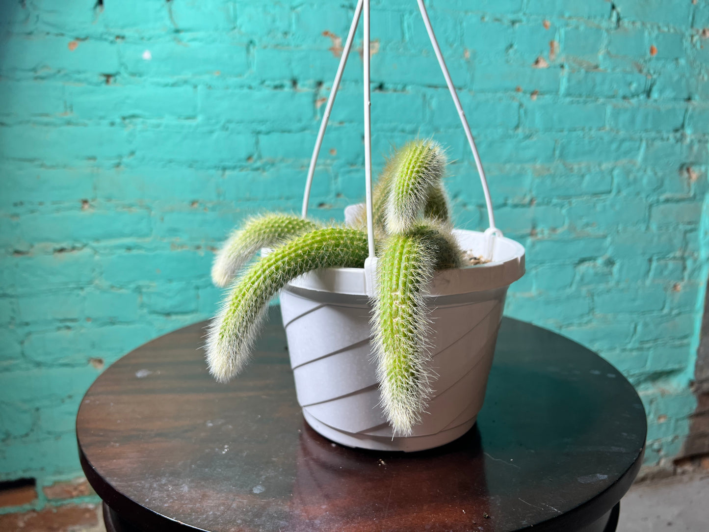 Monkey Tail Cactus 8” basket
