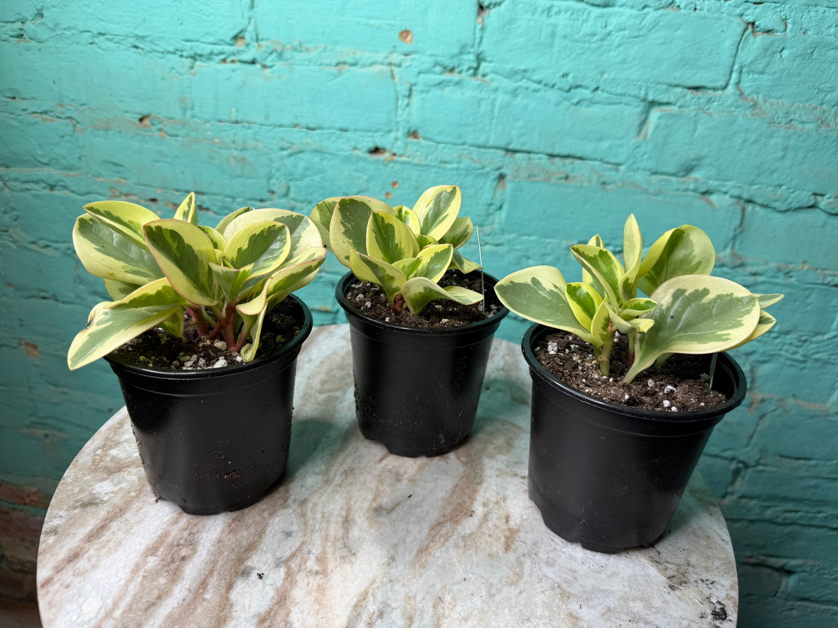 Peperomia Obtusifolia Marble 4”