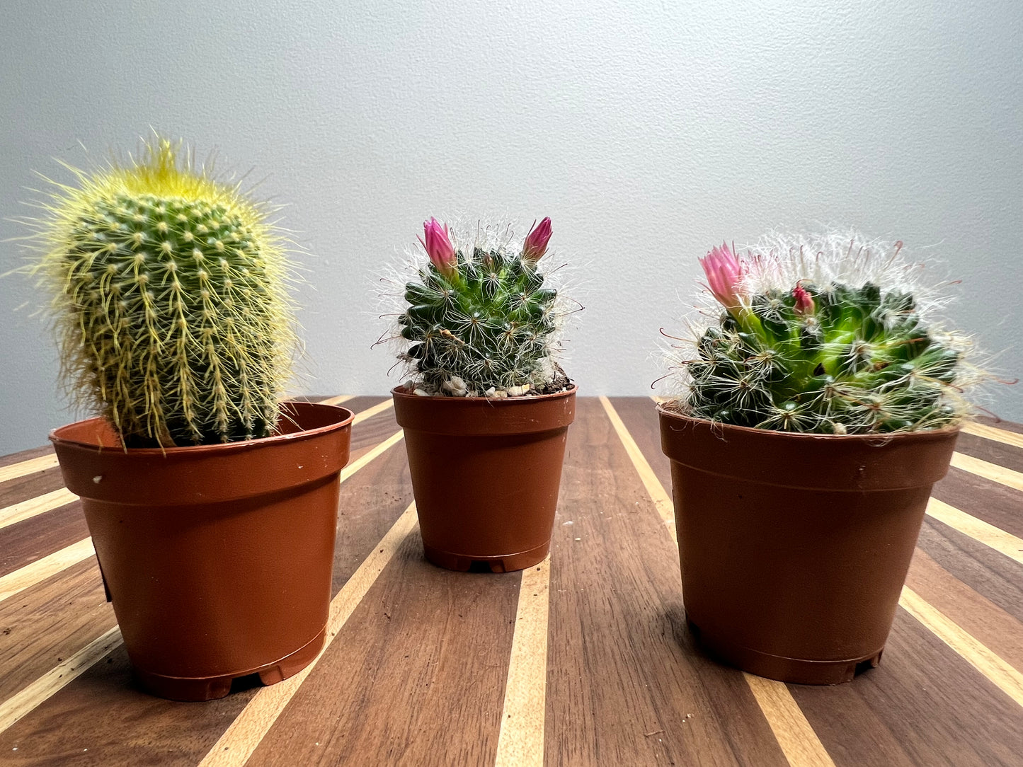 Cactus and aloe  2” (each)