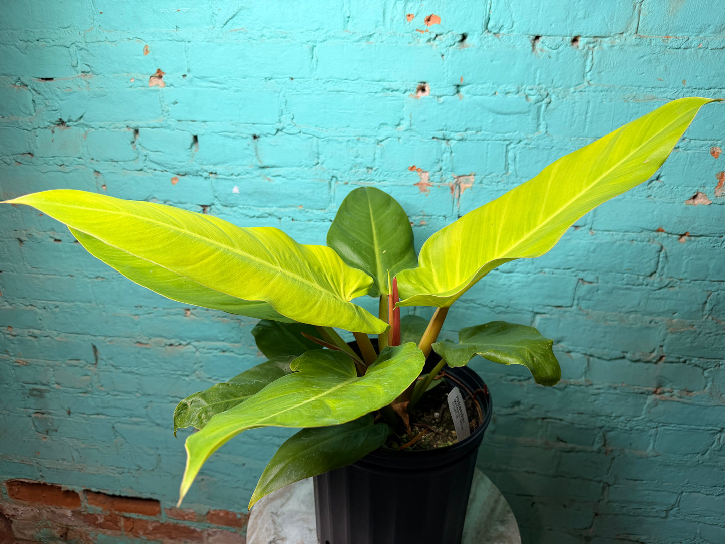 Philodendron Melinoii Ghost 10”