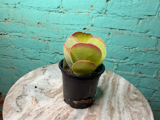 Kalanchoe Luciae ‘Fantastic’ 
- Flap Jack 4”