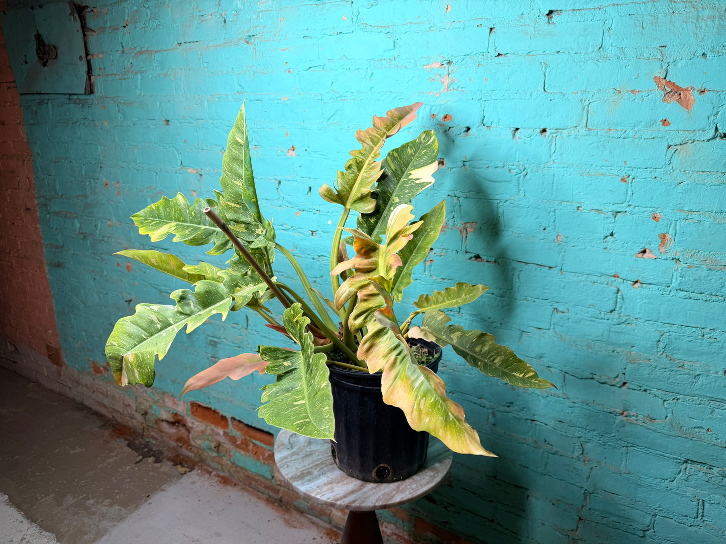 Philodendron Ring of Fire 10”