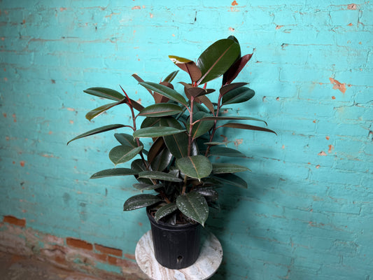 Ficus Elastica “Rubber Tree” Burgundy 8”