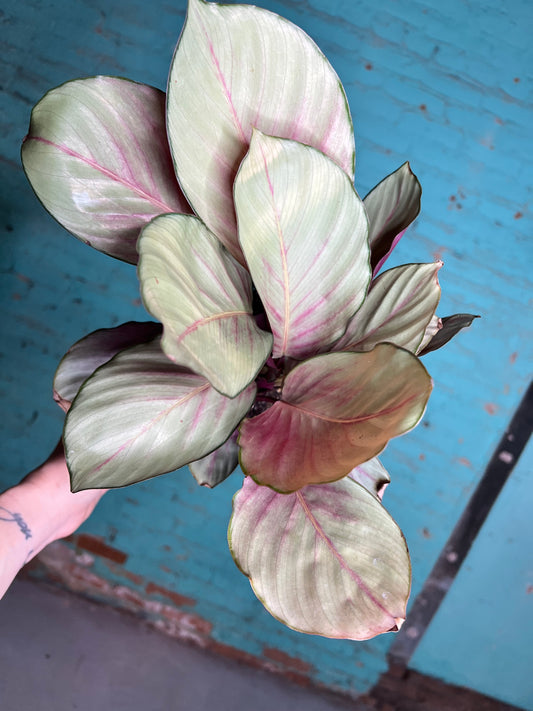 Calethea Silver Plate 6”