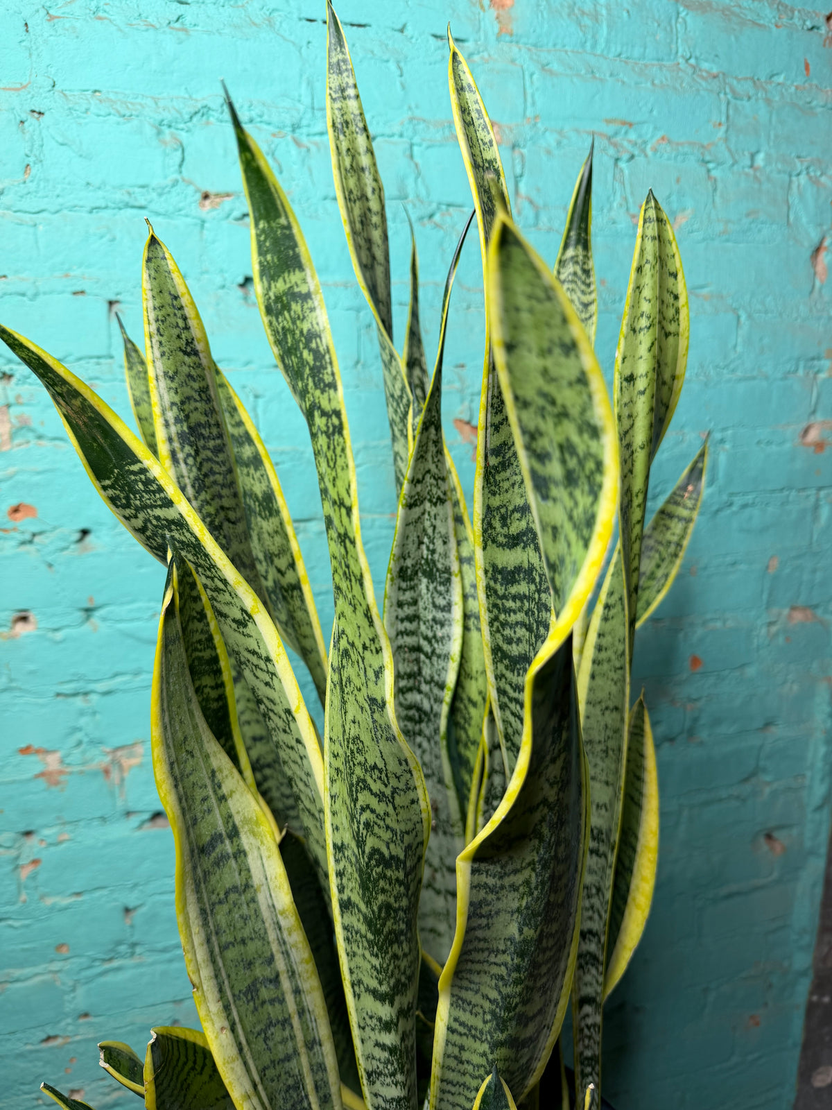 Snake plant ‘Laurentin’ 10” (39” Tall)