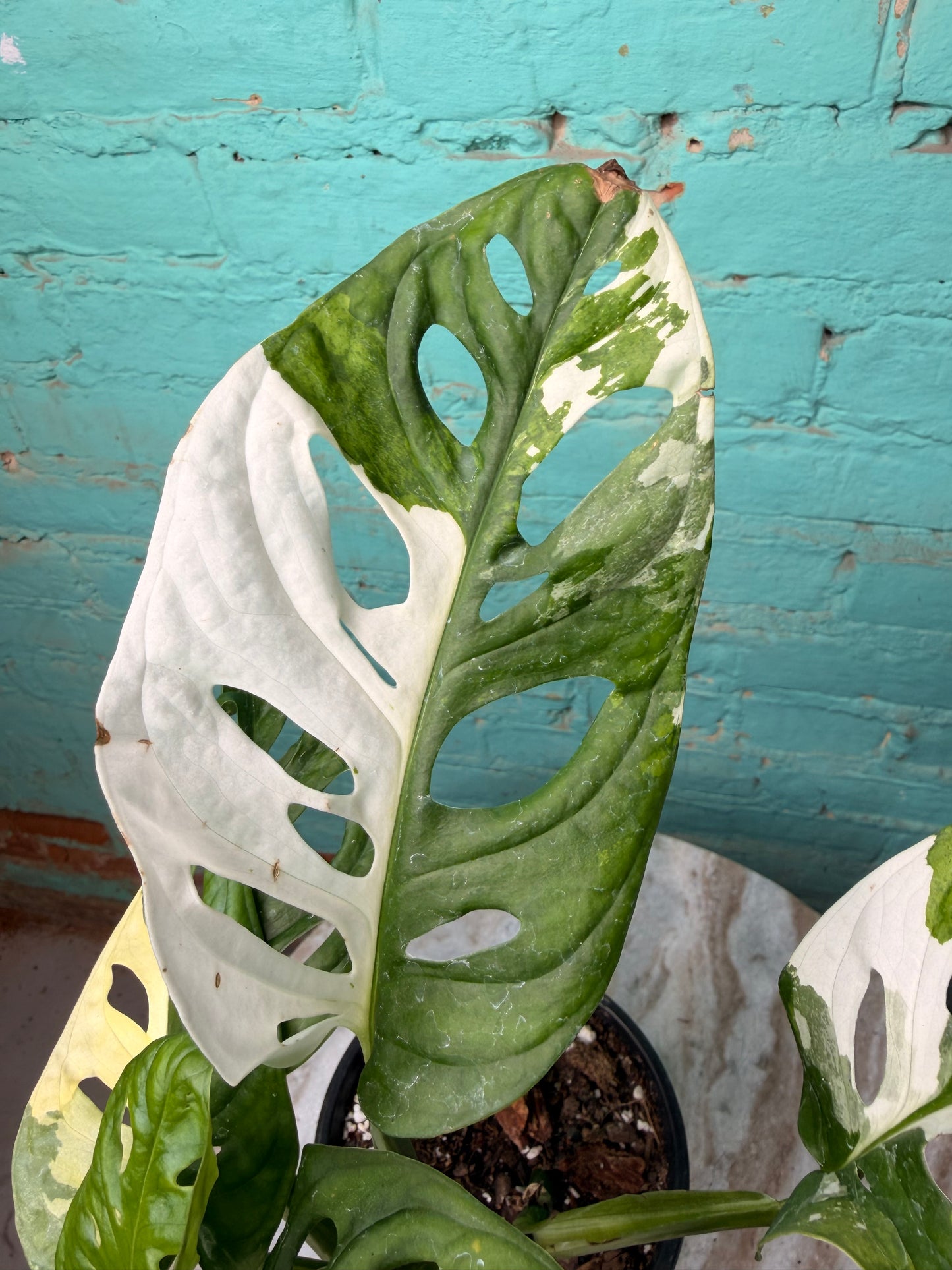 Monstera Adansonii Albo 5”