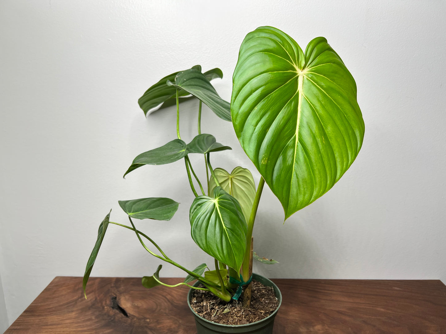 Philodendron McDowell 6”