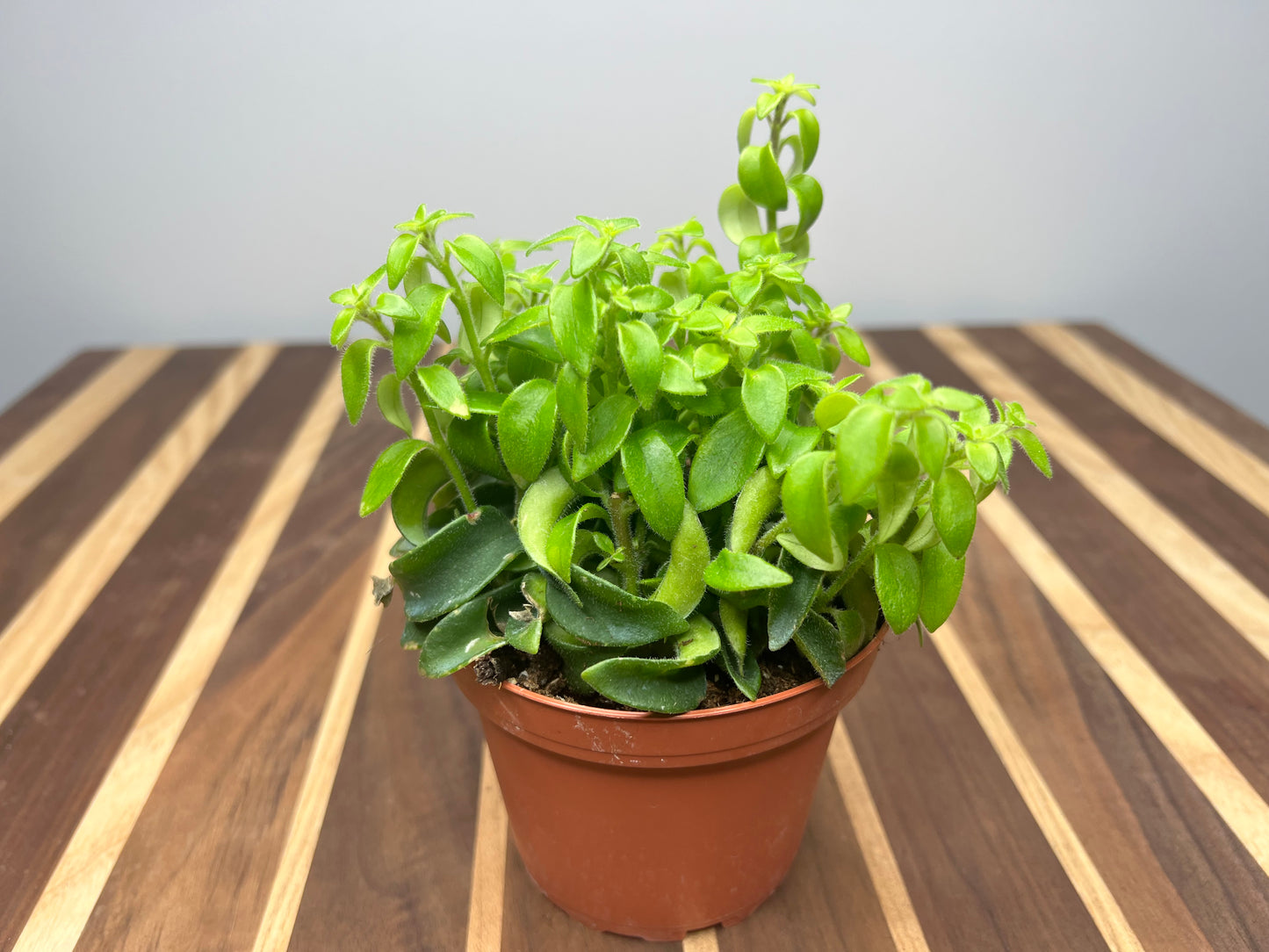 Lipstick plant-curly