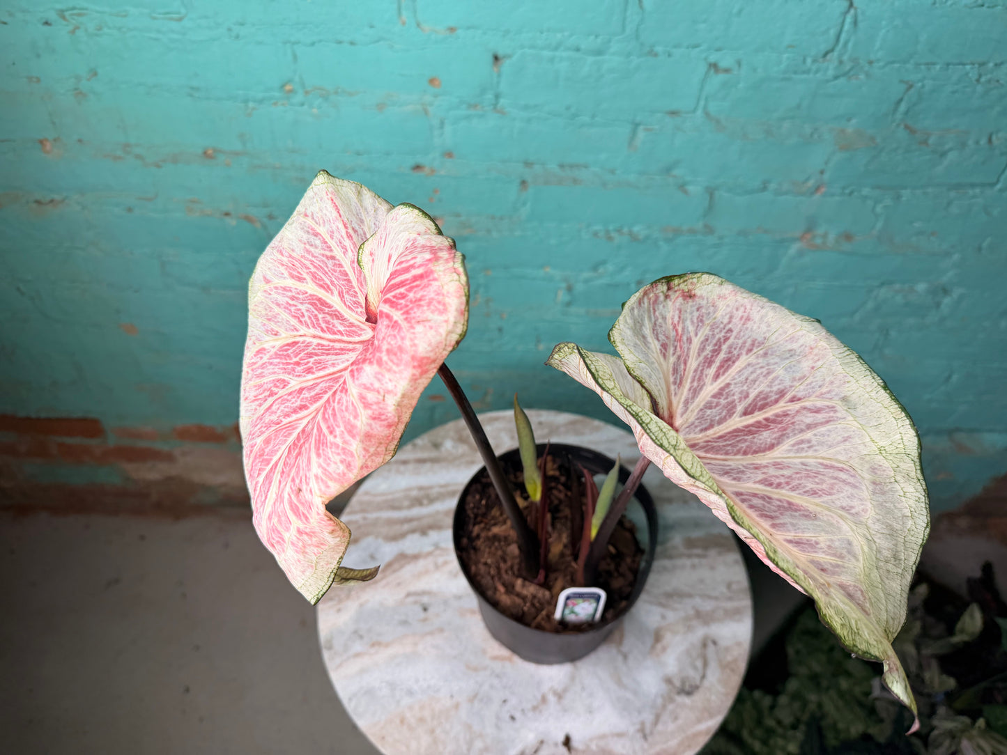 Caladium 6” White Lighting