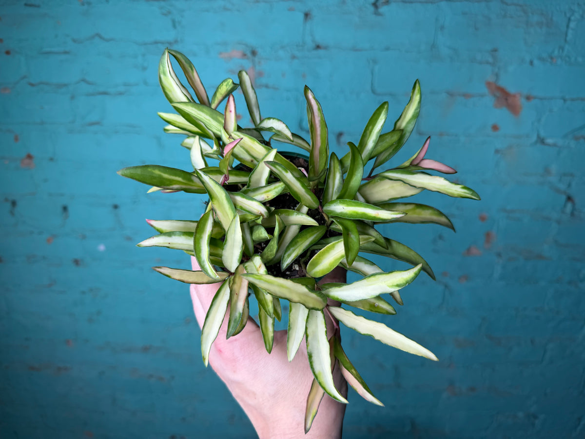 Hoya Wayettii Tricolor 4”