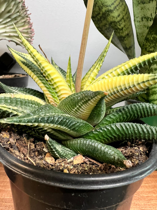 Haworthia Aurea