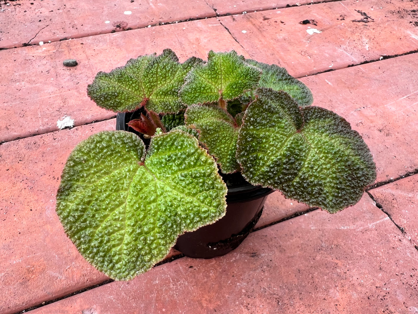 Begonia Iron Cross 4”