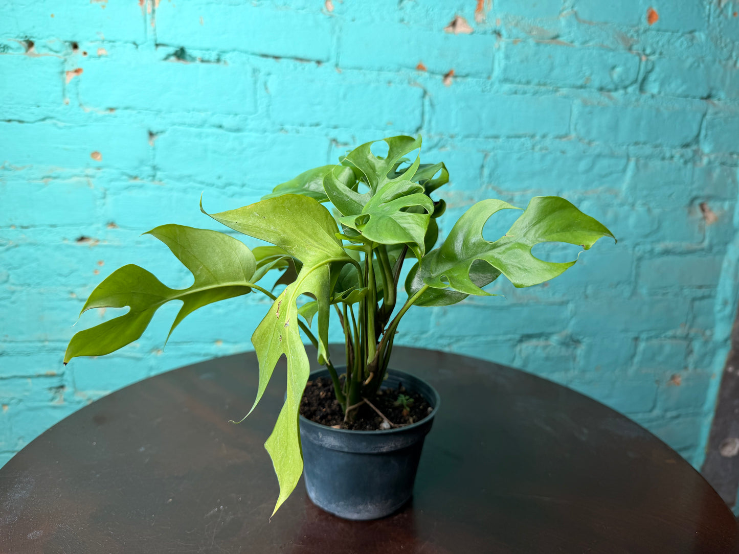 Mini Monstera- Rhaphidophora
Tetrasperma