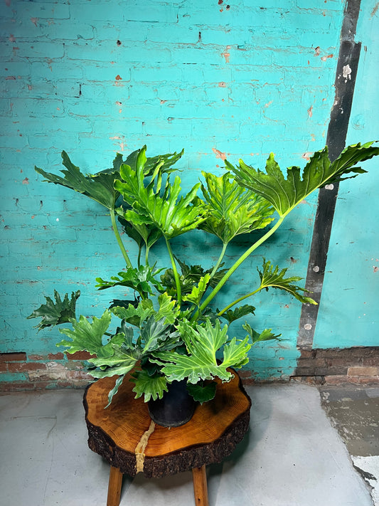 Philodendron Selloum (Hope) 10”