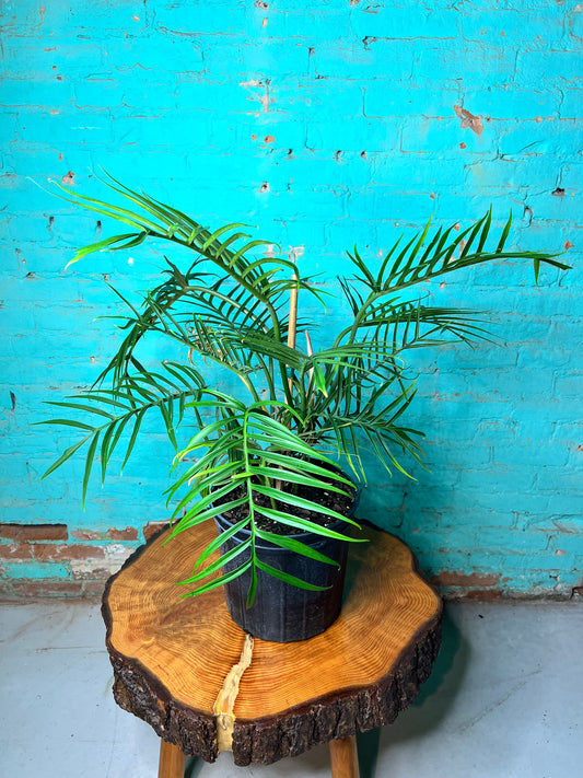 Philodendron Tortum 10”