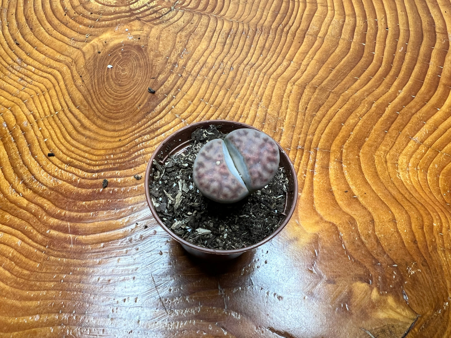 Living Stones (Lithops)