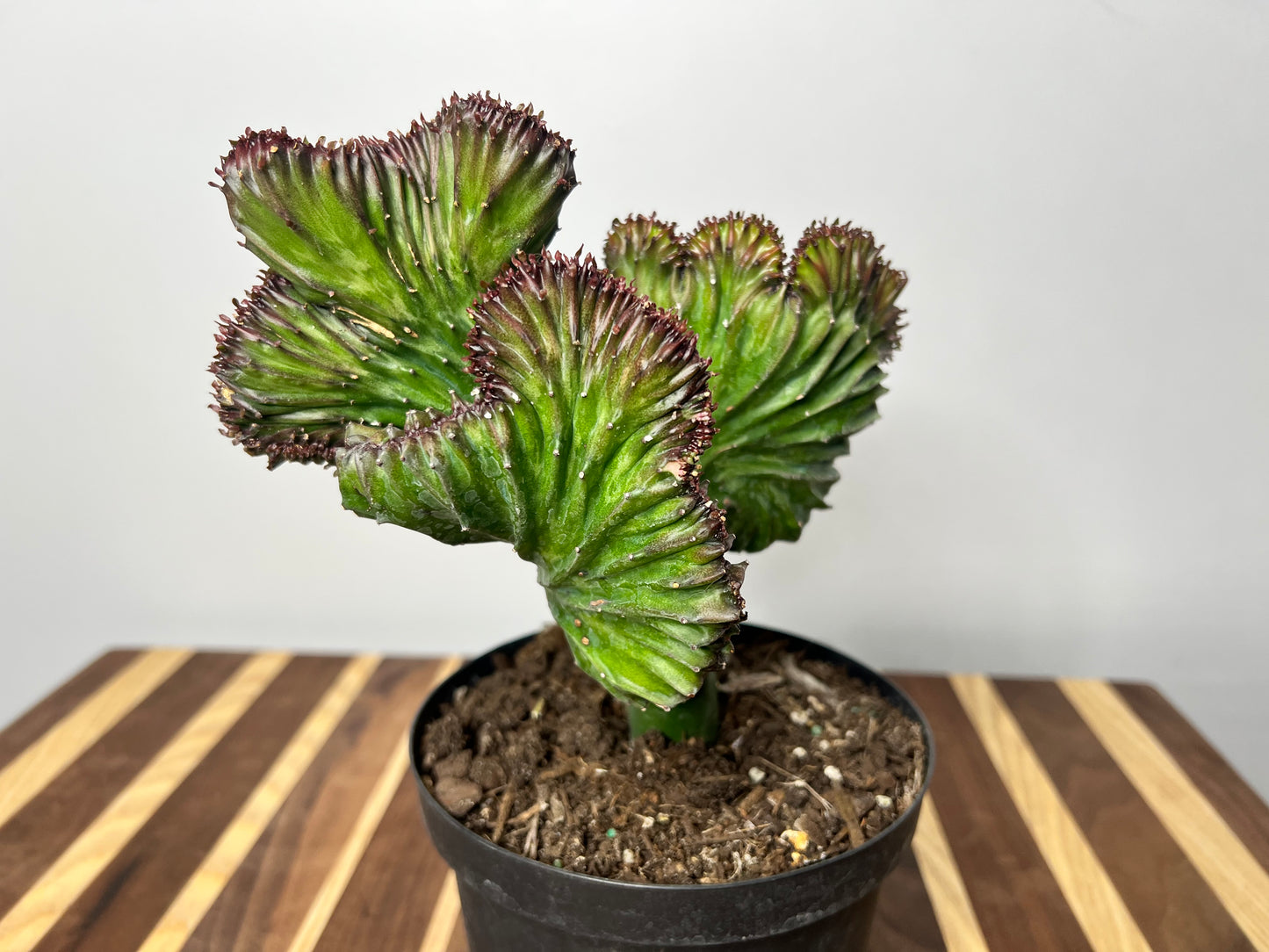 Mermaid Tail- Euphorbia Lactea 6”