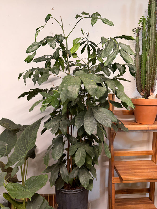 Natal Mahogany Tree 10”