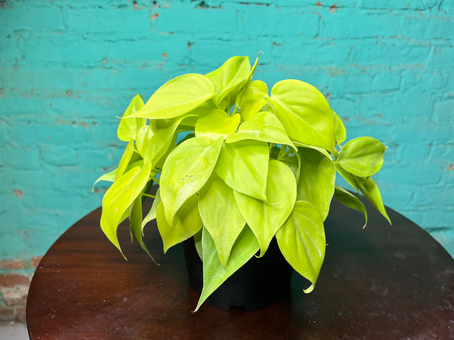 Philodendron Neon Heart Leaf 6”