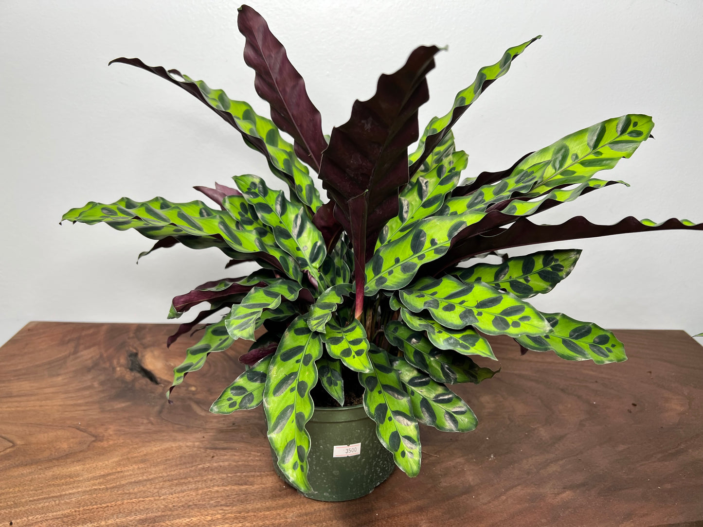 Rattle Snake calathea (6inch)