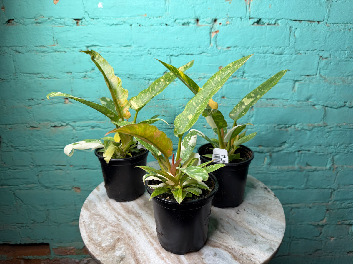 Philodendron Ring of Fire