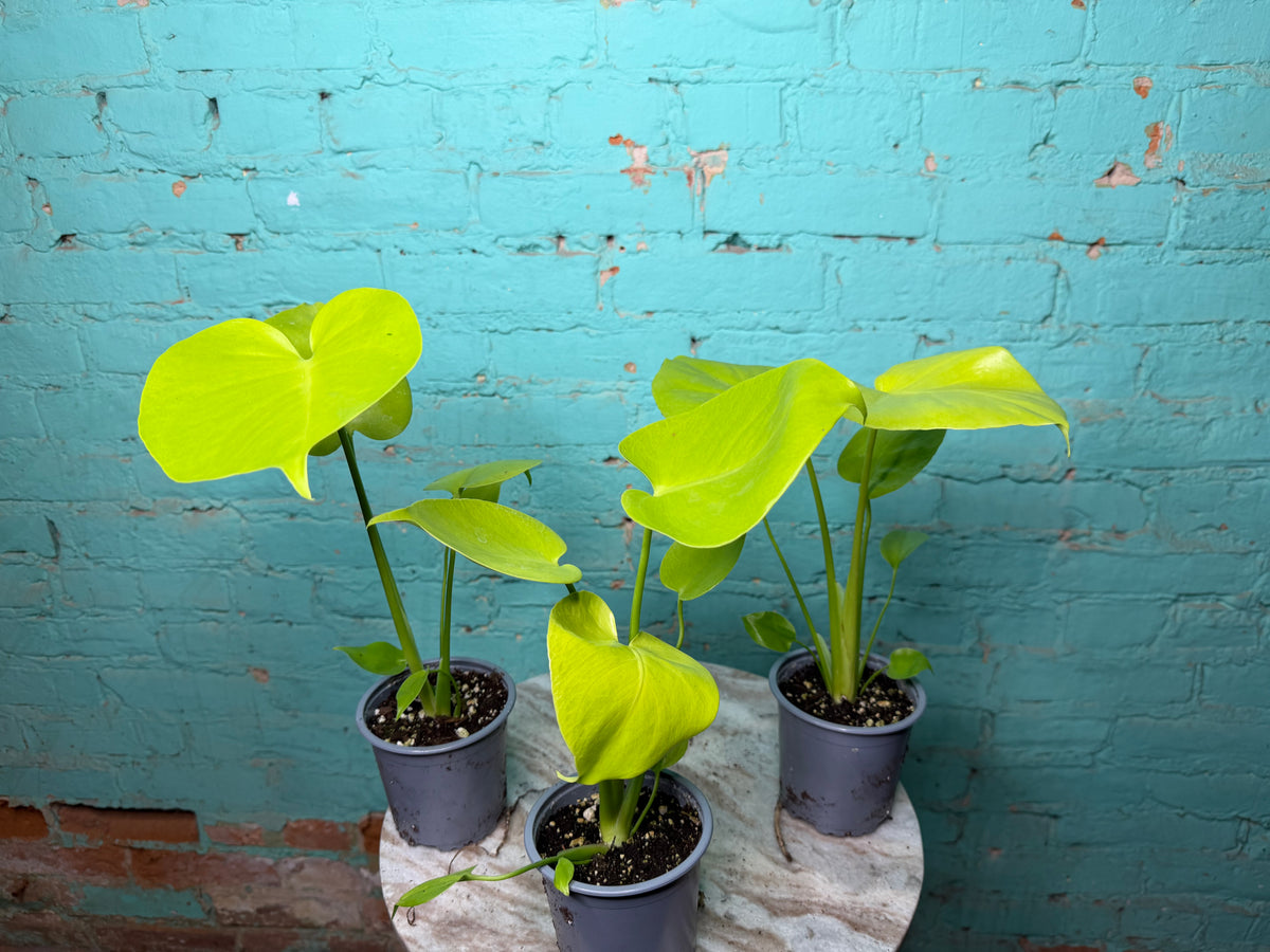 Monstera Deliciosa ‘Lemon Lime’ 
4”