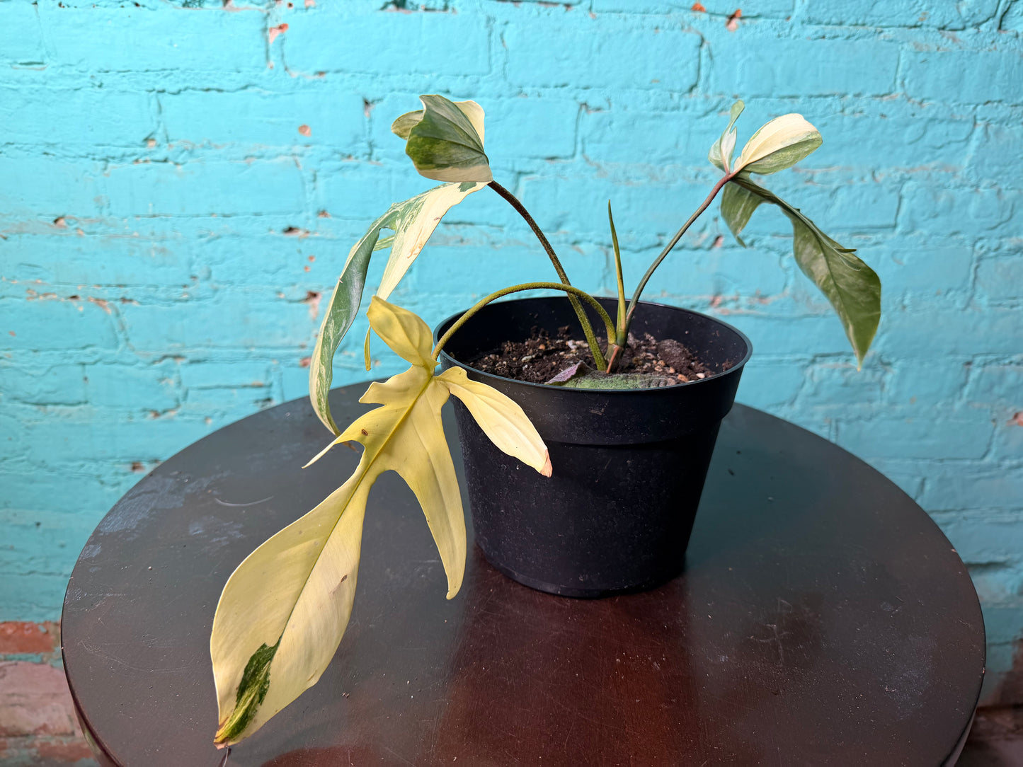 Philodendron Variegated Florida Beauty 6”
