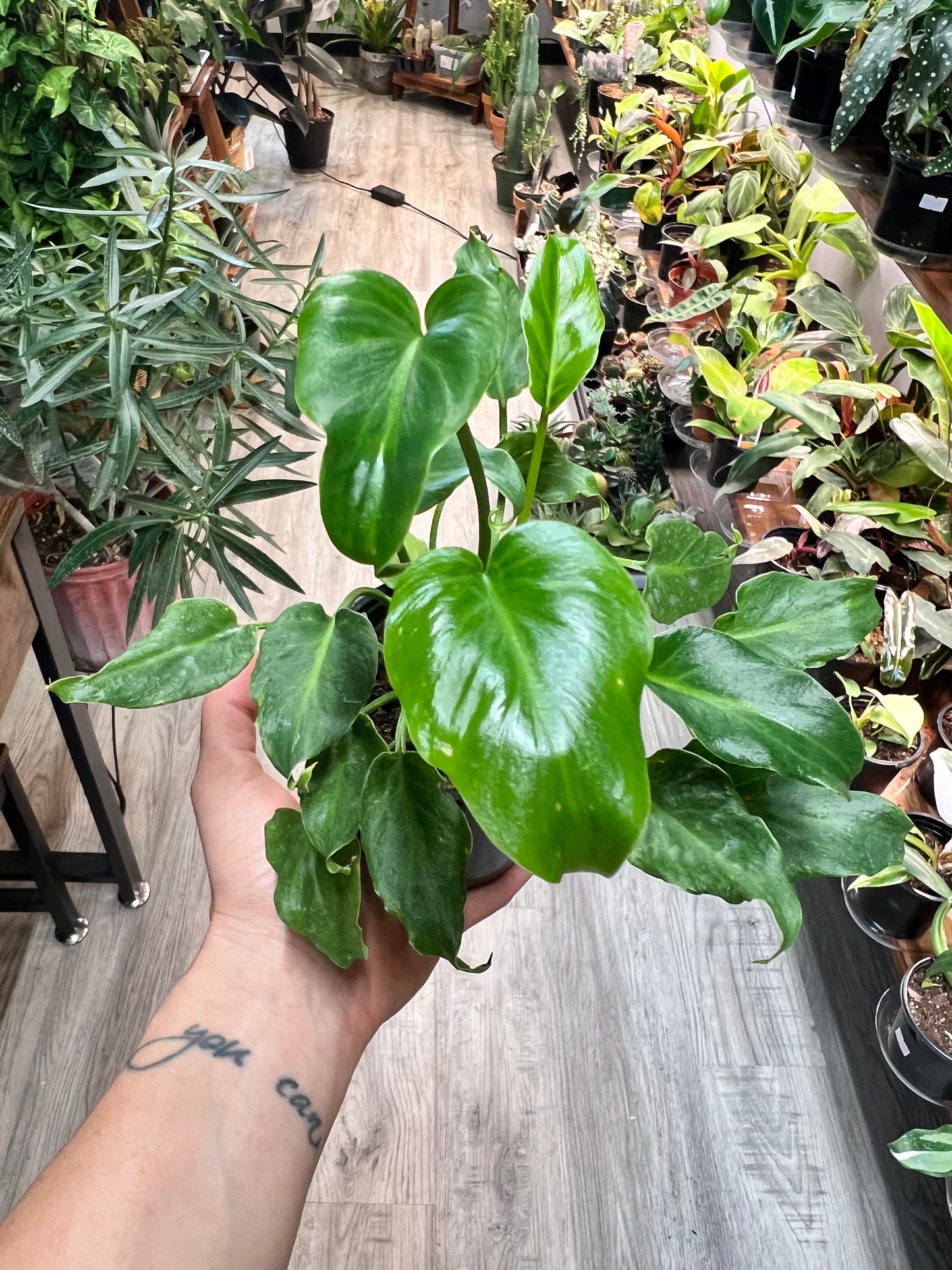 Philodendron Xanadu 4”