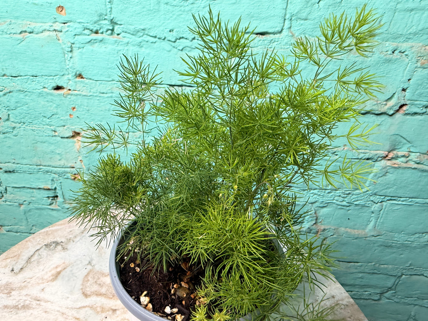 Zulu Asparagus Fern 4”