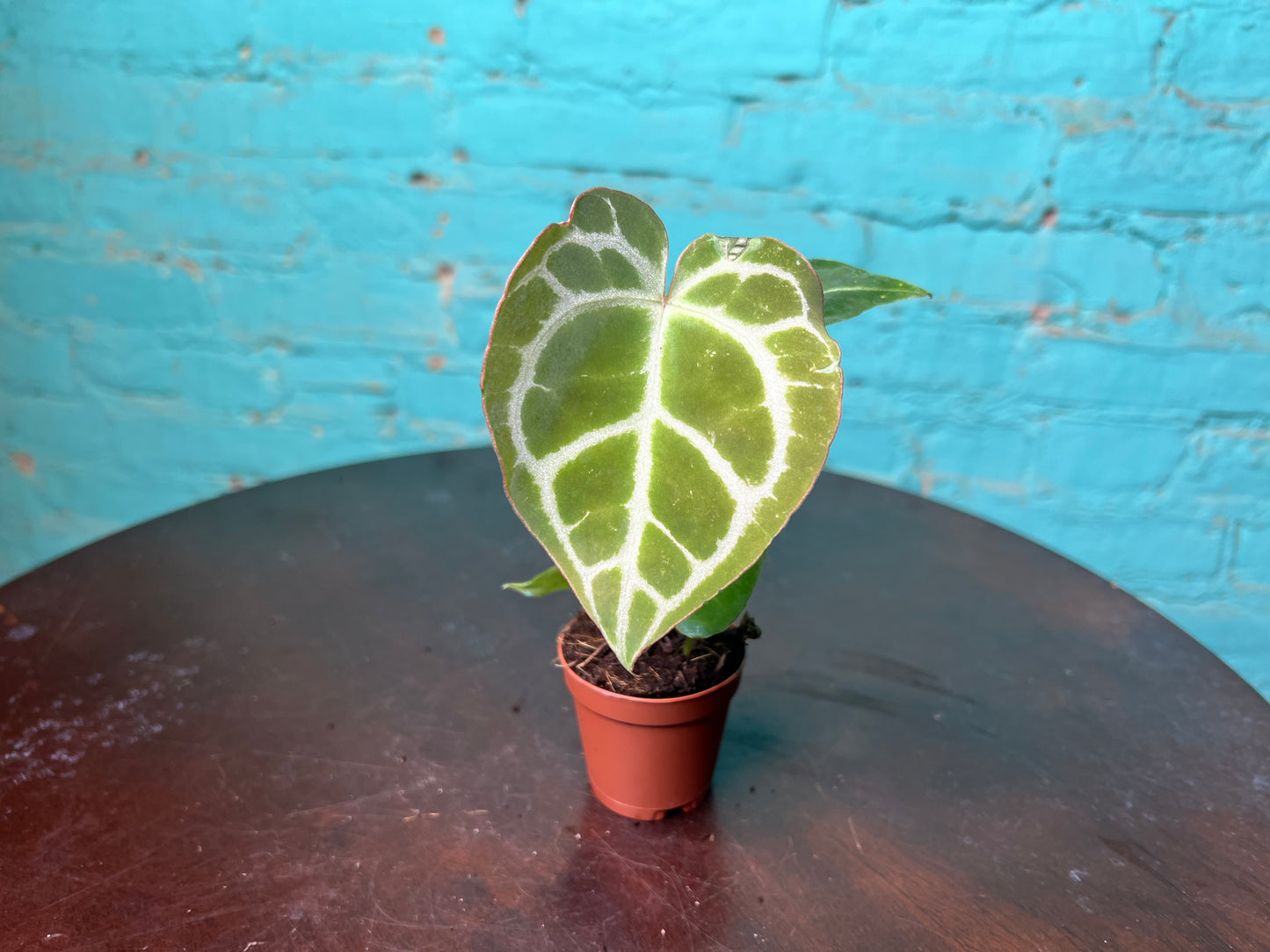 Anthurium Crystallinum