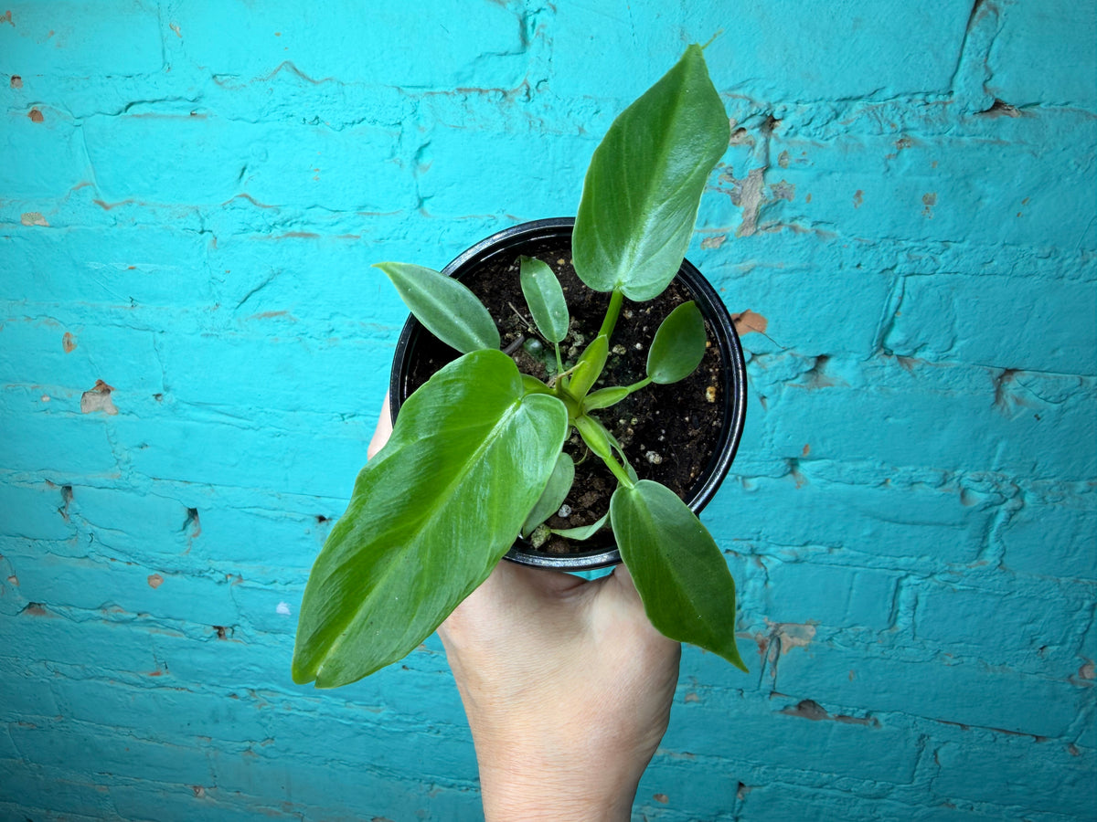 Philodendron Mayoi 4”