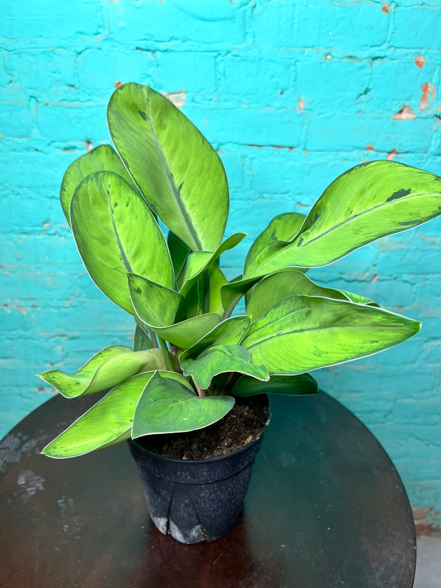 Homalomena Selby 6”