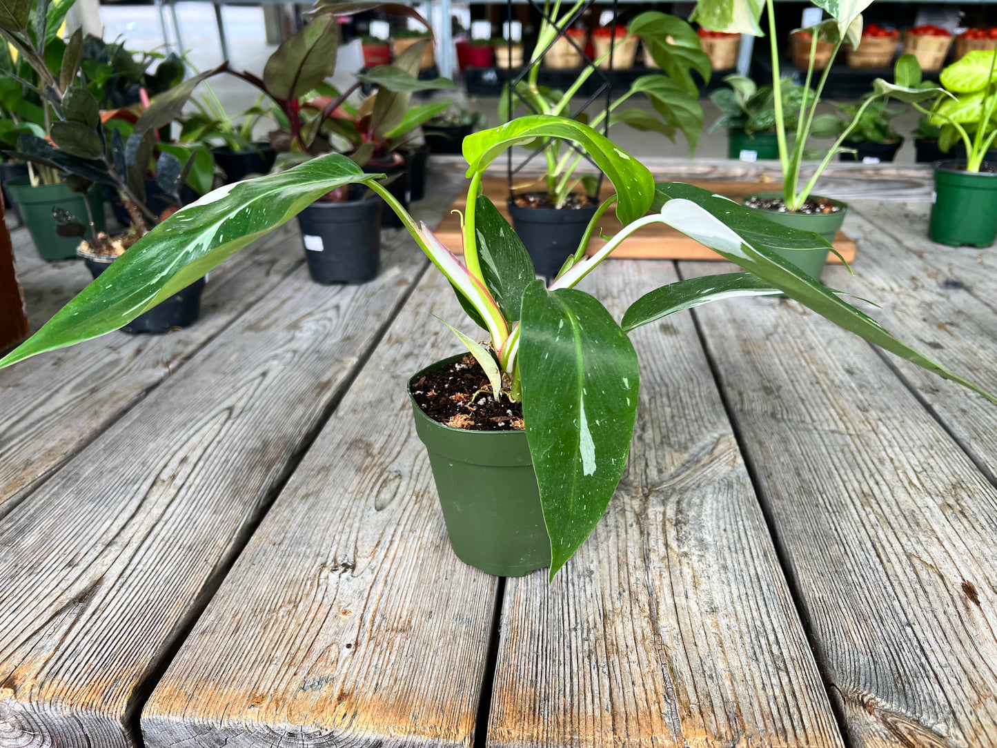 Philodendron- white princess