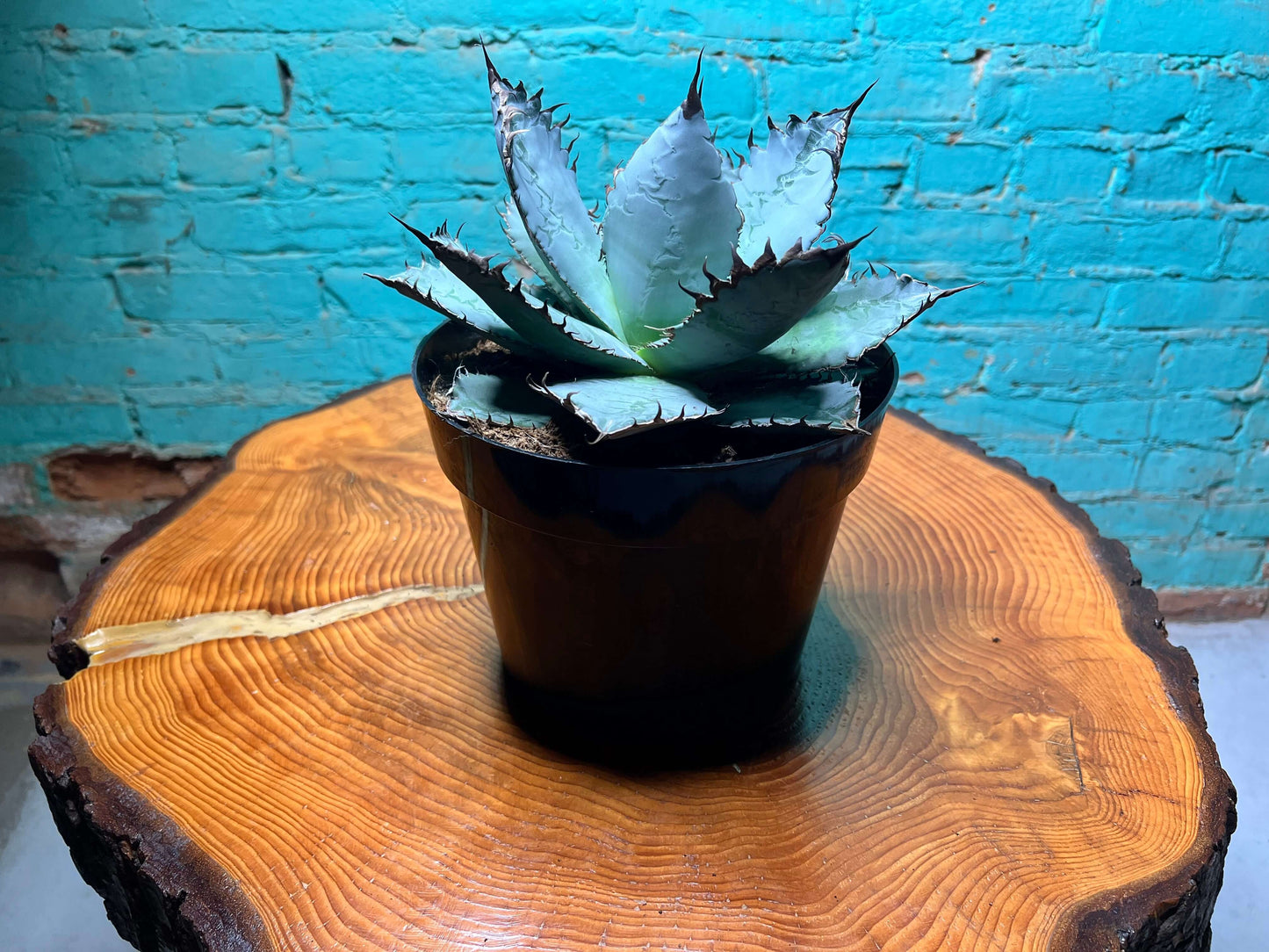 Agave Lion’s Mane 8”