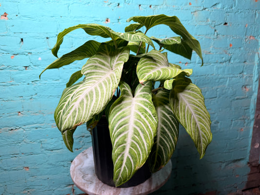 Xanthosoma Lendenii ‘Caladium Lindenii’ 10”